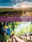 Abiding in the Vine / Unity - Curriculum Group Companion Workbook