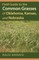 Field Guide to the Common Grasses of Oklahoma, Kansas, and Nebraska