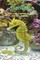 Starlight - The Story of the Friendship Between a Girl and a Seahorse