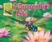 A Dragonfly's Life