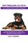Rottweilers as Pets