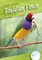 Gouldian Finch