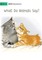 What Do Animals Say?