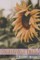 Sunflower Fields