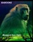 Baboons