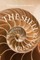 The Shell Collector