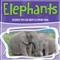 Elephants