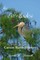 The Everglades