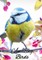 Amazing Birds