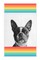 Boston Terrier