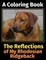 The Reflections of My Rhodesian Ridgeback