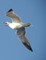 Seagull