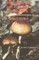Hallucinogenic and Poisonous Mushroom Field Guide