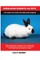 Himalayan Rabbits as Pets