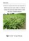 Phosphorus response and amino acid composition of different green gram (Vigna radiata (L.) K.Wilczek) cultivars and green gram rotation effects on maize (Zea mays L.) growth in Myanmar
