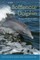 The Bottlenose Dolphin