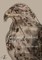 Seldom Croaked The Hawk