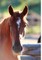 Kid's Equine Photography Book