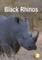 Black Rhinos