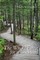 The Whole Forest for a Backyard