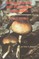 Hallucinogenic and Poisonous Mushroom Field Guide
