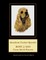 American Cocker Spaniel
