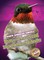Ruby-Throated Hummingbirds