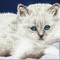 Deimantinė mozaika WHITE CAT 32x40
