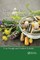 Advances in Natural Medicines, Nutraceuticals and Neurocognition