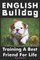 English Bulldog