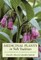Medicinal Plants in Folk Tradition