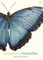 Rothery, B: Sensational Butterflies