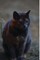 Kid's Petite Barn Cat Journal