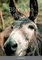 Burro's to Bisbee