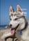 Siberian Huskies [ a second view ]