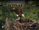 Inside a Bald Eagle's Nest