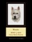 Westie