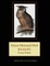 Great Horned Owl