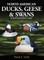 North American Ducks, Geese and Swans