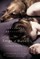 The Dogs of Babel