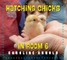 Hatching Chicks in Room 6