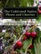The Cultivated Native Plums and Cherries