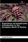 Experience of twisted pine introduction in the European North of Russia