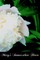 Mary's Immaculate Heart