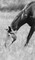 Petite Equine Journal