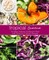 Tropical Cookbook