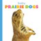 Baby Prairie Dogs