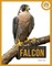Falcon