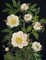Editors of Chartwell Books: Blooming Flowers Journal