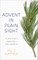 Advent in Plain Sight